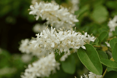 Privet plant: Toxic to pets and humans.