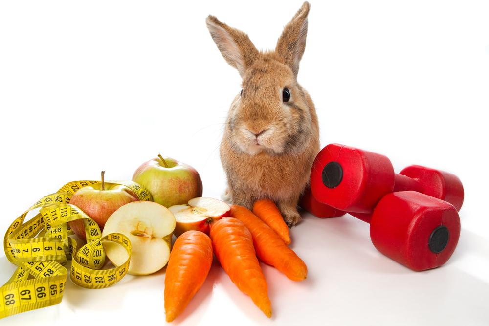 What Does Rabbits Eat: Essential Foods for a Healthy Diet