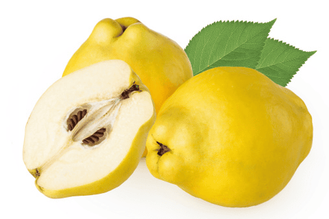 Quince fruit for rabbit treats.