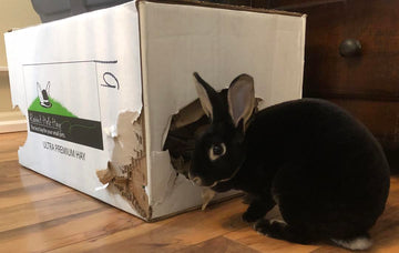 A small black rabbit enjoying a DIY homemade rabbit toy using a cardboard box.