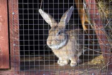 A rabbit peeking through the wire mesh of a hutch.
