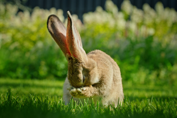 A rabbit sitting in the grass grooming its face