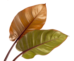 Red Emerald Philodendron, toxic to pets
