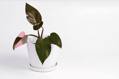 Red Princess plant: Toxic to rabbits