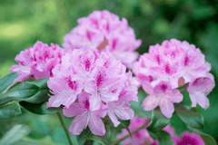 Toxic rhododendron flowers for rabbits