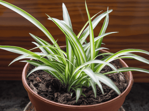 Ribbon plant: striped leaves, harmful to pets.