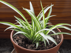 Ribbon plant: striped leaves, harmful to pets.