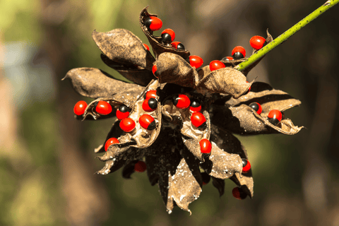 Toxic rosary pea seeds, harmful to pets.