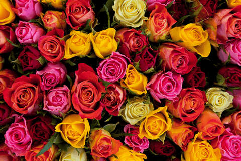 Roses as safe bunny treats.