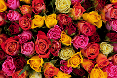 Roses as safe bunny treats.