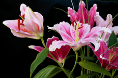 Rubrum lily: toxic pink flower for pets.