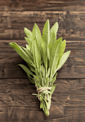 Sage plant: safe herb for rabbits.