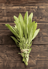 Sage plant: safe herb for rabbits.