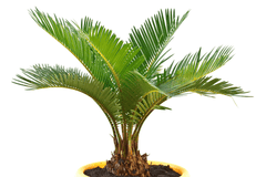 Sago palm: toxic plant for pets.