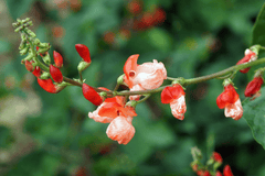 Scarlet runner beans: toxic to pets