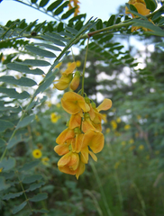 Poisonous Senna bean; toxic to rabbits.