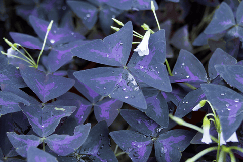 False shamrock plant, toxic to rabbits.