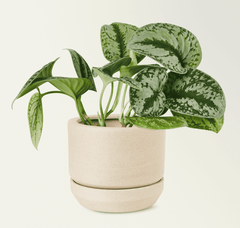 Silver Pothos plant, toxic to pets.