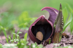 Skunk cabbage plant: toxic to rabbits.