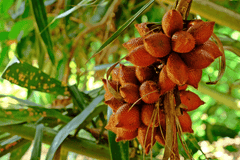 Snake palm plant, unsafe for rabbits.