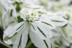 Poisonous Snow-on-the-Mountain plant