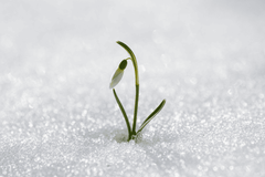 Toxic snowdrop flower for rabbits.