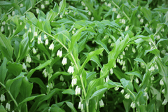 Solomon's seal: toxic to rabbits