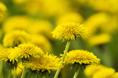 Sow thistle plant for pet treats