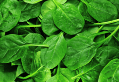 Spinach plant: toxic to rabbits.