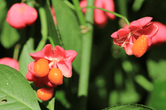 Poisonous spindleberry plant with red berries.