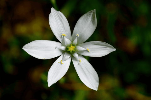Star of Bethlehem plant, toxic to pets