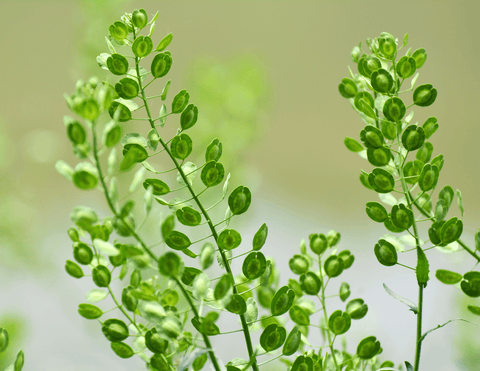 Stinkweed plant: Poisonous for rabbits.