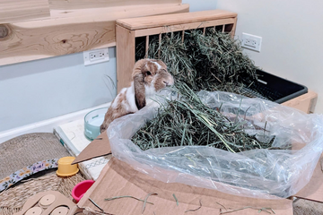A rabbit eating hay out of the box.