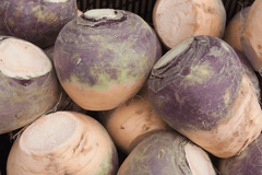 Swede root vegetable for pet treats.