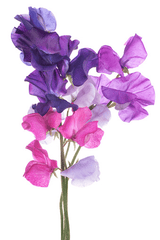 Sweet pea plant: poisonous to pets and people.