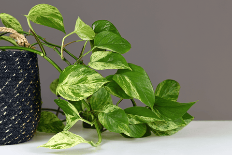 Taro Vine plant, toxic to rabbits.