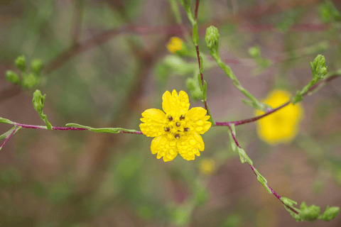 Yellow Tarweed flower, toxic to pets.