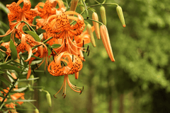 Tiger lily flower, toxic to rabbits.