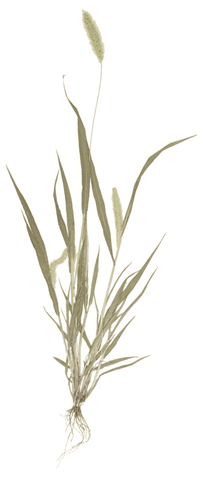 Timothy hay for rabbits and pets.