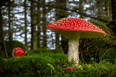 Poisonous toadstools, unsafe for rabbits.