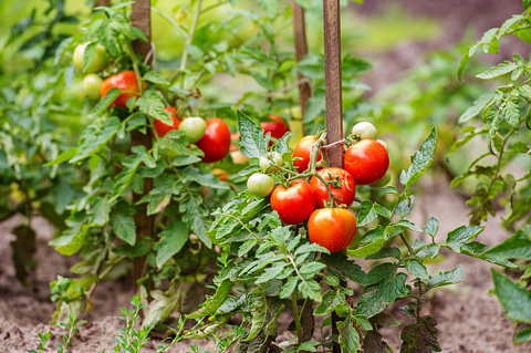 Tomato leaves: Toxic to rabbits.