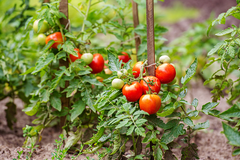 Tomato leaves: Toxic to rabbits.