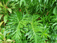 Tree philodendron: toxic to pets.