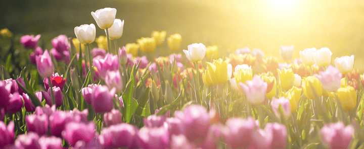 Toxic tulip flower; harmful to rabbits.