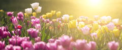 Toxic tulip flower; harmful to rabbits.