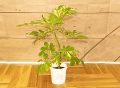 Poisonous umbrella plant, toxic to pets.