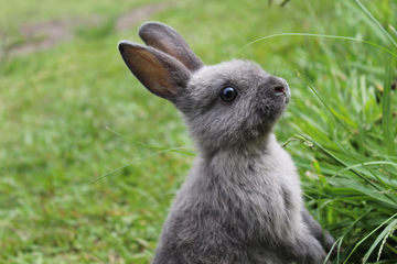 A grey rabbit sitting up in the grass