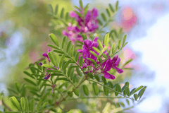 Poisonous vetch plant with purple flowers