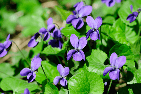 Violet flower: Not recommended for rabbits.