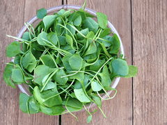 Fresh watercress leaves for nutritious meals